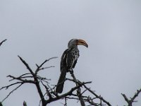 BlackRhinoReserve001 : 2016, Birds, Black Rhino Game Reserve
