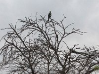 BlackRhinoReserve002 : 2016, Birds, Black Rhino Game Reserve