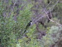 BlackRhinoReserve003 : 2016, Birds, Black Rhino Game Reserve