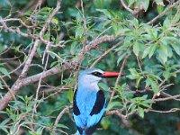 BlackRhinoReserve006 : 2016, 70th Birthday, Birds, Black Rhino Game Reserve, Buffalo Thorn Lodge