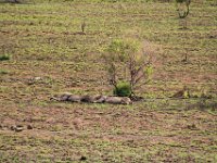 BlackRhinoReserve074 : 2016, 70th Birthday, Black Rhino Game Reserve, Lion