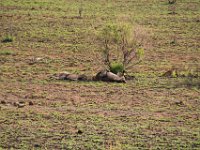 BlackRhinoReserve075 : 2016, 70th Birthday, Black Rhino Game Reserve, Lion