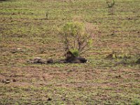 BlackRhinoReserve076 : 2016, 70th Birthday, Black Rhino Game Reserve, Lion