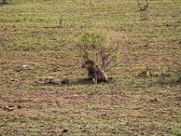 BlackRhinoReserve077 : 2016, 70th Birthday, Black Rhino Game Reserve, Lion
