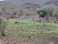 BlackRhinoReserve046 : 2016, Black Rhino Game Reserve, Wild dogs