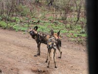 BlackRhinoReserve047 : 2016, Black Rhino Game Reserve, Wild dogs