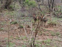 BlackRhinoReserve048 : 2016, Black Rhino Game Reserve, Wild dogs