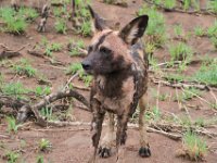 BlackRhinoReserve049 : 2016, Black Rhino Game Reserve, Wild dogs