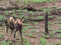 BlackRhinoReserve050 : 2016, Black Rhino Game Reserve, Wild dogs