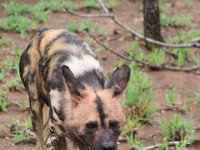 BlackRhinoReserve051 : 2016, Black Rhino Game Reserve, Wild dogs