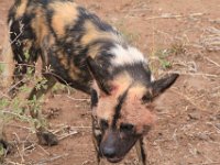 BlackRhinoReserve052 : 2016, Black Rhino Game Reserve, Wild dogs