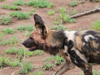BlackRhinoReserve053 : 2016, Black Rhino Game Reserve, Wild dogs