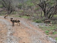 BlackRhinoReserve054 : 2016, Black Rhino Game Reserve, Wild dogs