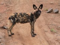 BlackRhinoReserve055 : 2016, Black Rhino Game Reserve, Wild dogs