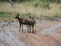 BlackRhinoReserve056 : 2016, Black Rhino Game Reserve, Wild dogs