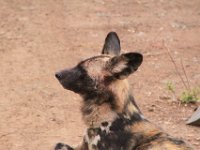 BlackRhinoReserve057 : 2016, Black Rhino Game Reserve, Wild dogs