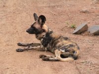BlackRhinoReserve058 : 2016, Black Rhino Game Reserve, Wild dogs