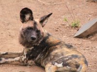 BlackRhinoReserve059 : 2016, Black Rhino Game Reserve, Wild dogs