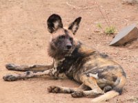 BlackRhinoReserve060 : 2016, Black Rhino Game Reserve, Wild dogs