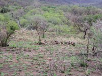 BlackRhinoReserve062 : 2016, Black Rhino Game Reserve, Wild dogs