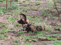 BlackRhinoReserve063 : 2016, Black Rhino Game Reserve, Wild dogs
