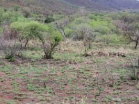 BlackRhinoReserve064 : 2016, Black Rhino Game Reserve, Wild dogs