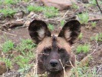 BlackRhinoReserve065 : 2016, Black Rhino Game Reserve, Wild dogs