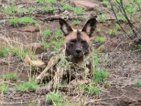 BlackRhinoReserve066 : 2016, Black Rhino Game Reserve, Wild dogs