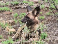BlackRhinoReserve067 : 2016, Black Rhino Game Reserve, Wild dogs