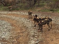 BlackRhinoReserve143 : 2016, 70th Birthday, Black Rhino Game Reserve, Wild dogs