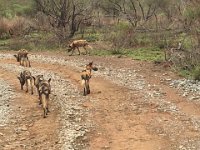 BlackRhinoReserve145 : 2016, 70th Birthday, Black Rhino Game Reserve, Wild dogs