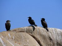 CapeColumbine091 : 2016, Birds, Cape Columbine, West Coast