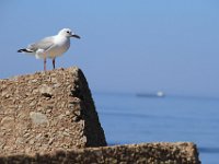 StHelenaBay001 : 2016, Birds, St Helena Bay, West Coast