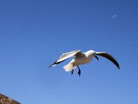 StHelenaBay008 : 2016, Birds, St Helena Bay, West Coast